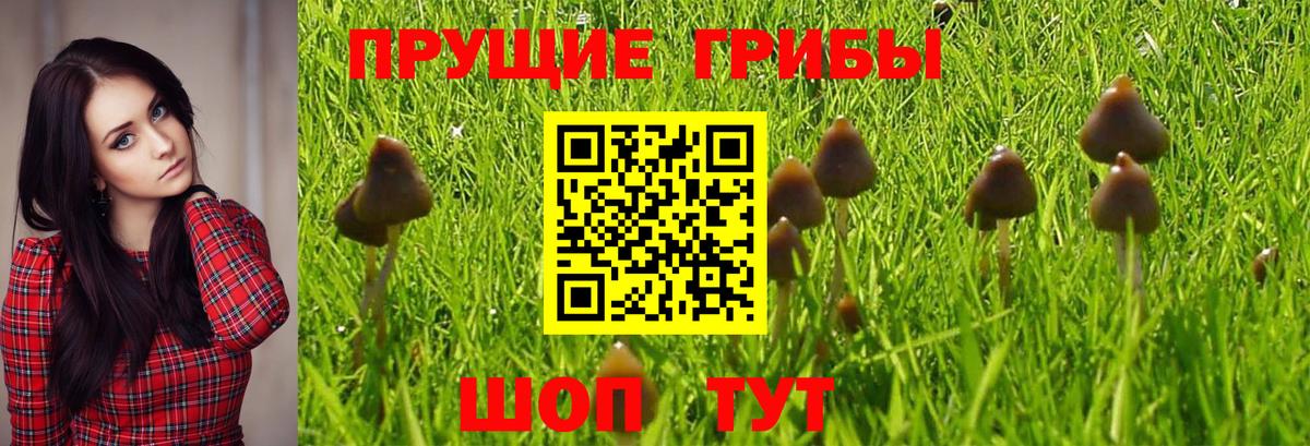 Псилоцибиновые грибы Psilocybine cubensis  Вход с VPN  Губкин 
